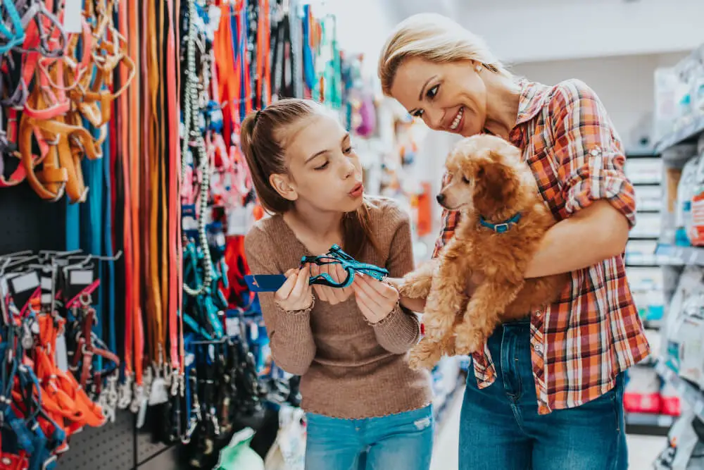 Wi-Fi em centros de adoção de animais